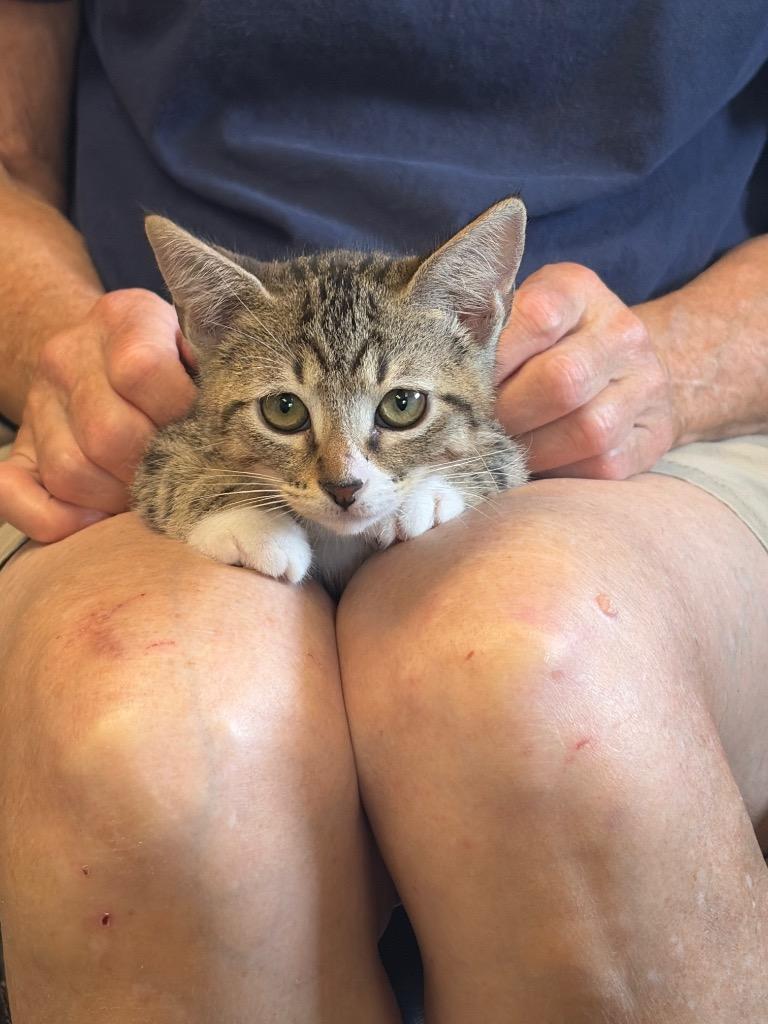 Rose, Adoptable, Kitten Female Domestic Short Hair.