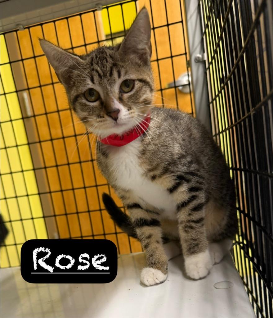 Rose, a Adoptable mixed breed in Maumelle, AR image 2/2