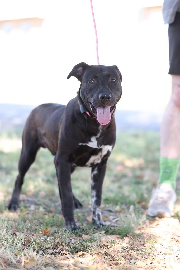 Gizmo, Adoptable, Puppy Male Pit Bull Terrier & Mixed Breed.