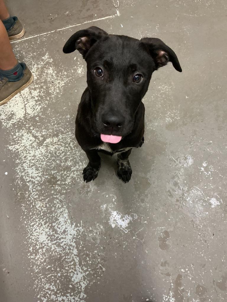 Enlarge Gizmo, a Adoptable mixed breed in Dyersburg, TN image 2/4
