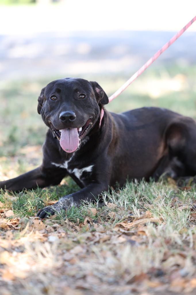 Enlarge Gizmo, a Adoptable mixed breed in Dyersburg, TN image 3/4