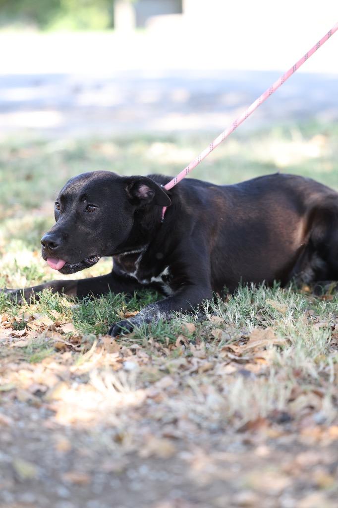 Enlarge Gizmo, a Adoptable mixed breed in Dyersburg, TN image 4/4