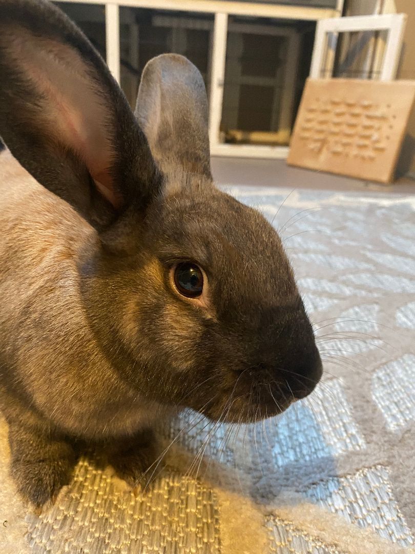 Enlarge Bruno, a Adoptable Palomino in Los Angeles, CA image 1/4