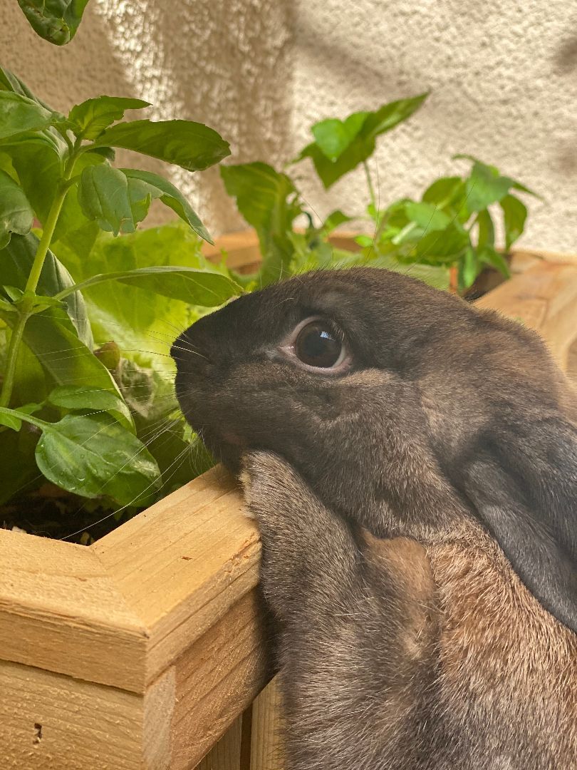 Enlarge Bruno, a Adoptable Palomino in Los Angeles, CA image 2/4