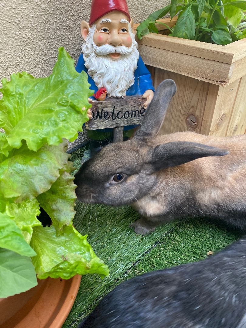 Enlarge Bruno, a Adoptable Palomino in Los Angeles, CA image 3/4