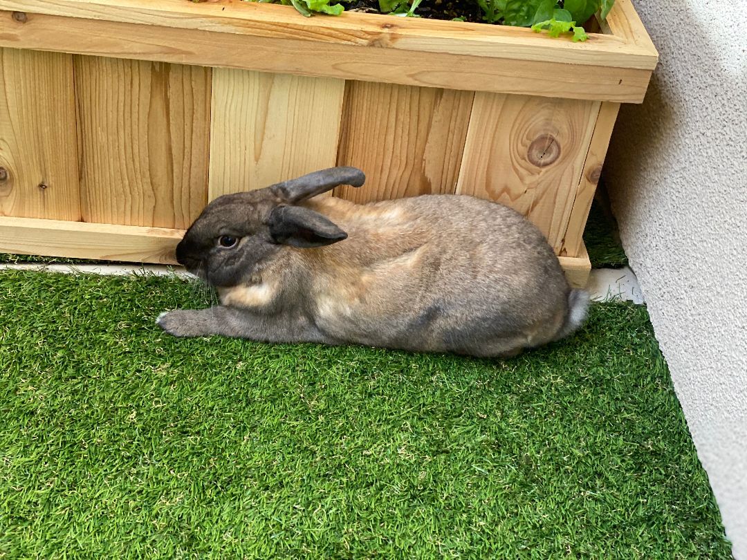 Enlarge Bruno, a Adoptable Palomino in Los Angeles, CA image 4/4