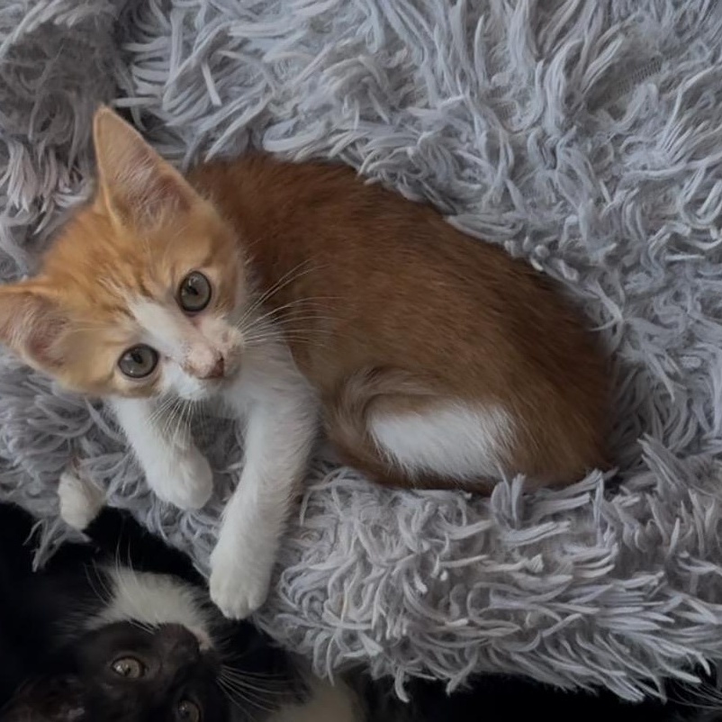 Enlarge Baby kitten, orange, and white, a Adoptable Tabby in Kissimmee, FL image 1/4