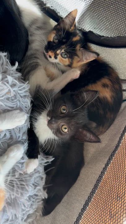 Enlarge Baby kitten, orange, and white, a Adoptable Tabby in Kissimmee, FL video 3/4