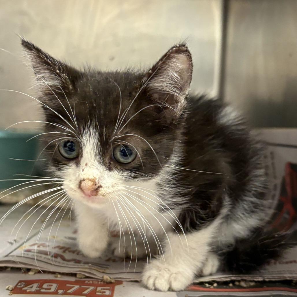 Enlarge Winchester, a Adoptable Domestic Short Hair in San Antonio, TX image 1/2