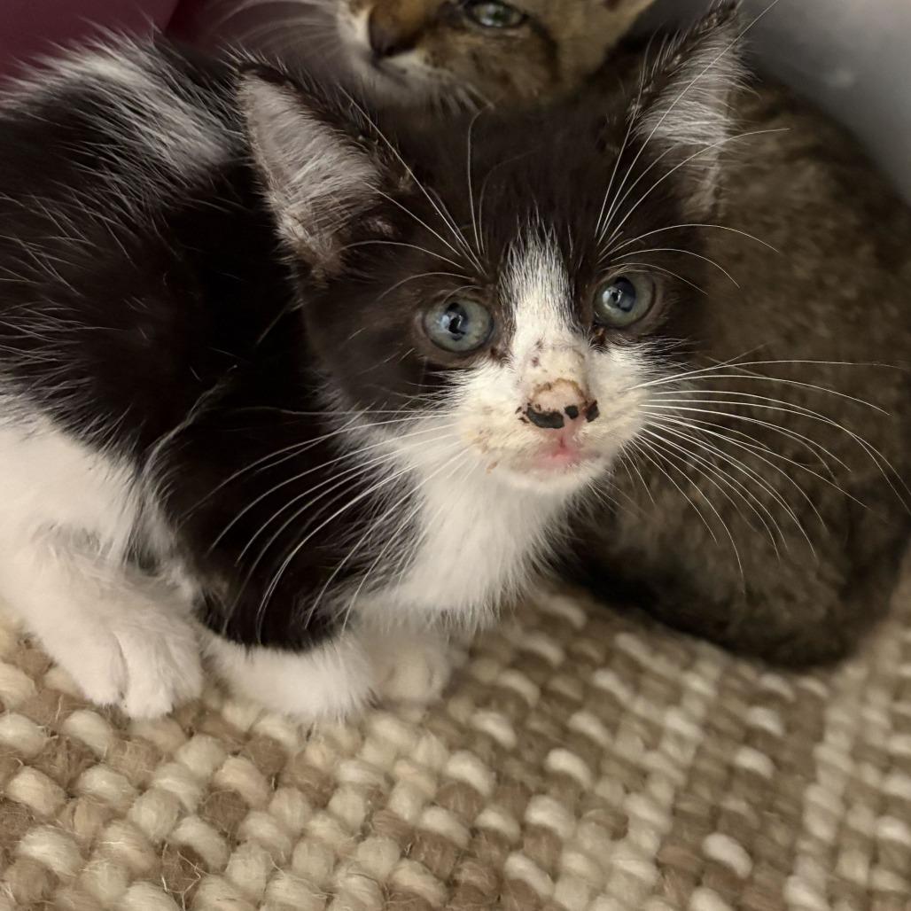 Enlarge Winchester, a Adoptable Domestic Short Hair in San Antonio, TX image 2/2