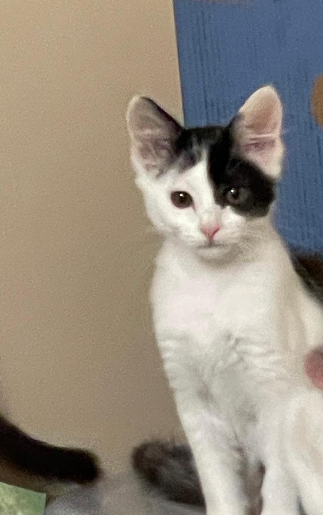 Emory, Adoptable, Adult Female Domestic Short Hair.