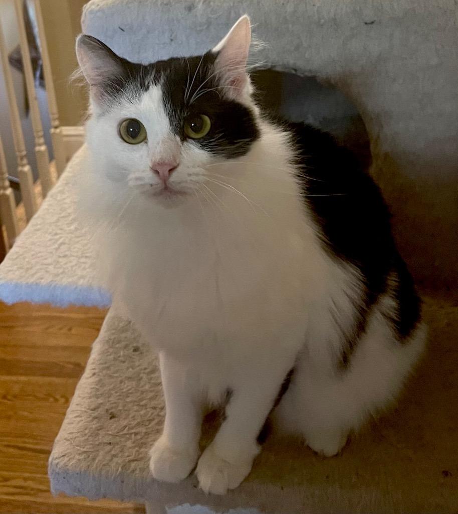 Emory, a Adoptable mixed breed in Hoover , AL image 1/4