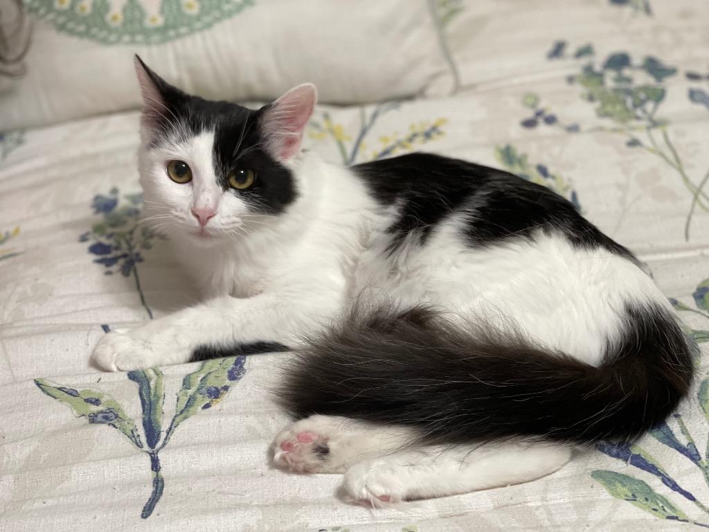 Emory, a Adoptable mixed breed in Hoover , AL image 3/4