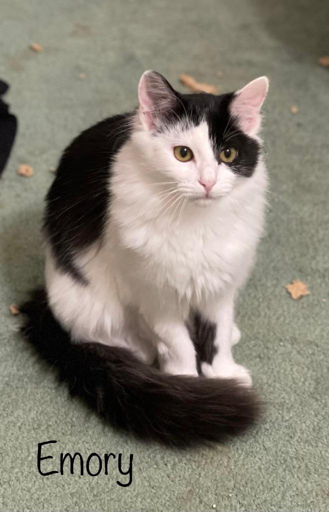 Enlarge Emory, a Adoptable mixed breed in Hoover , AL image 3/4