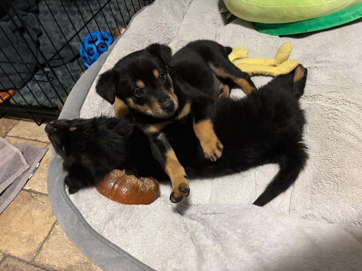 Enlarge Faulkner, an adopted Mixed Breed in Billerica, MA image 1/4