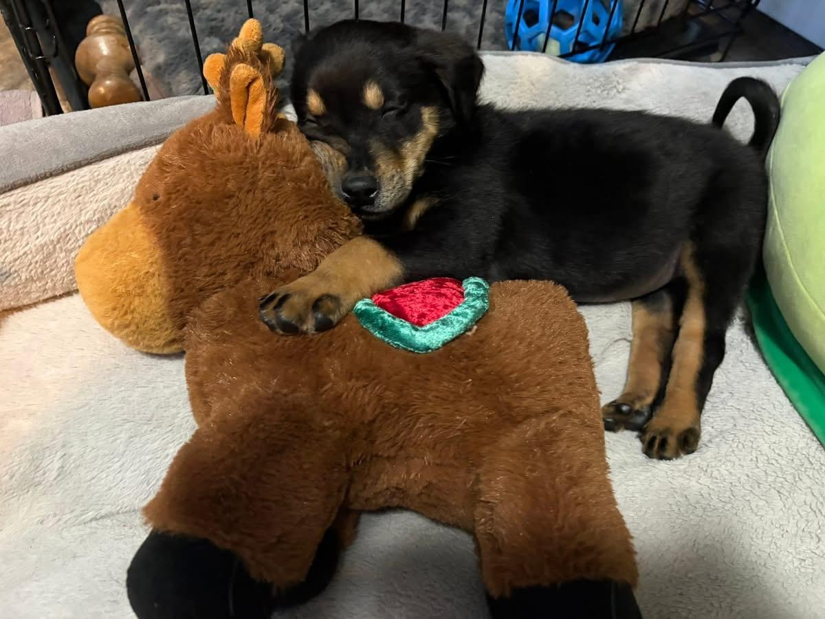 Enlarge Faulkner, an adopted Mixed Breed in Billerica, MA image 2/4