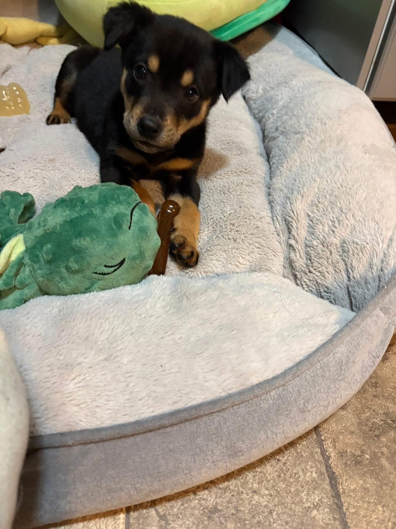 Enlarge Faulkner, an adopted Mixed Breed in Billerica, MA image 4/4