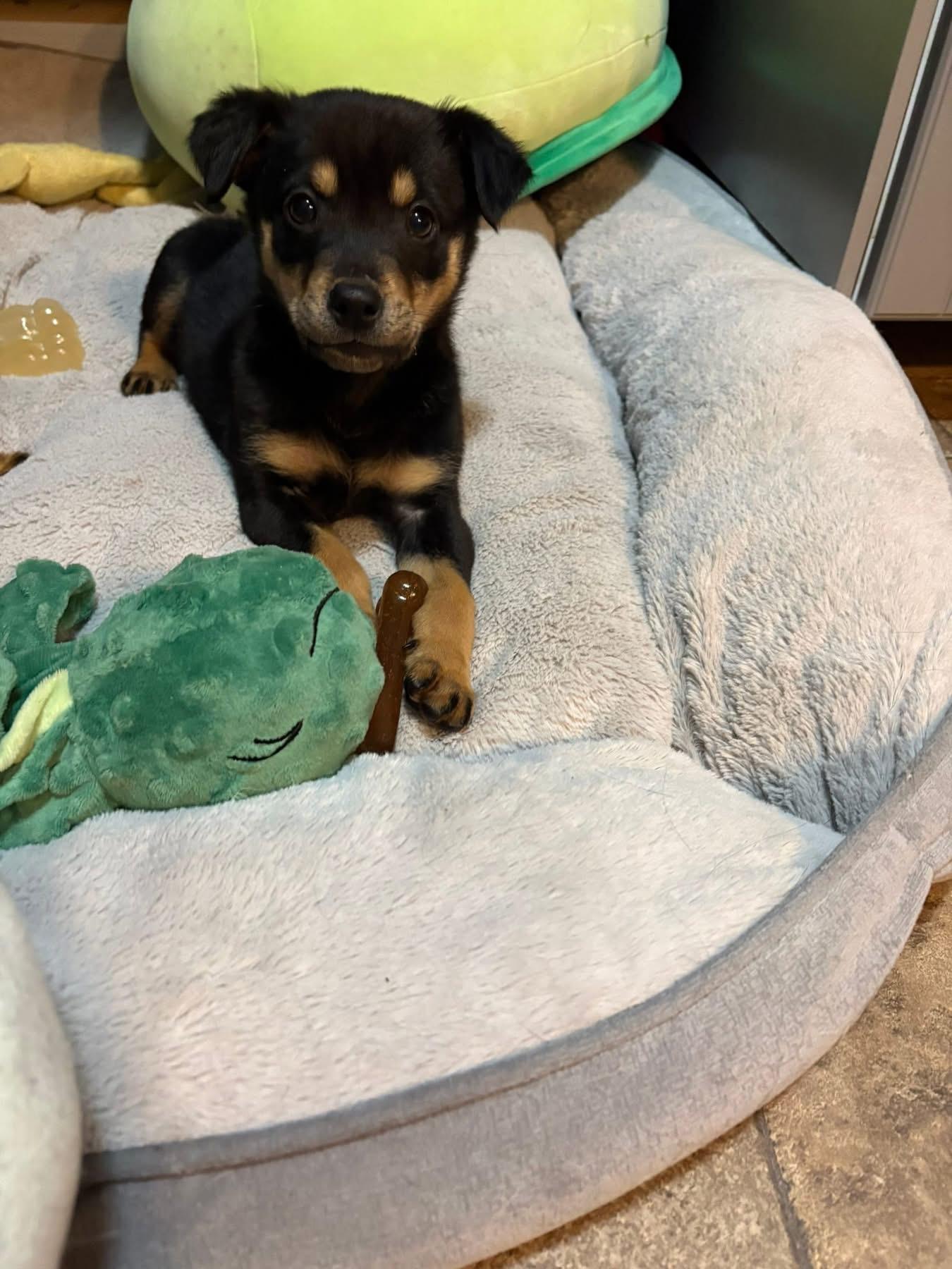 Enlarge Faulkner, an adopted Mixed Breed in Billerica, MA image 3/4