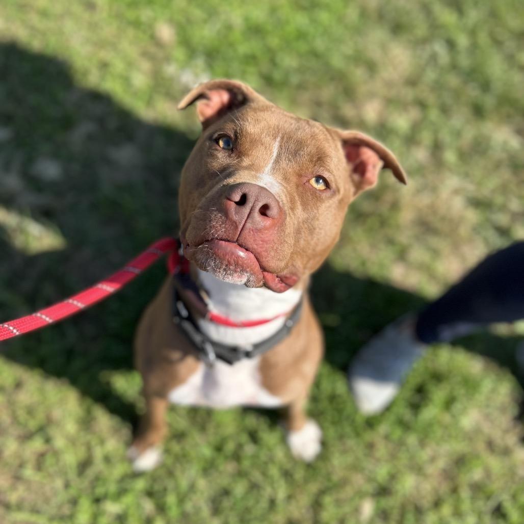 Enlarge Hilda, a Adoptable mixed breed in Batavia, OH image 1/6