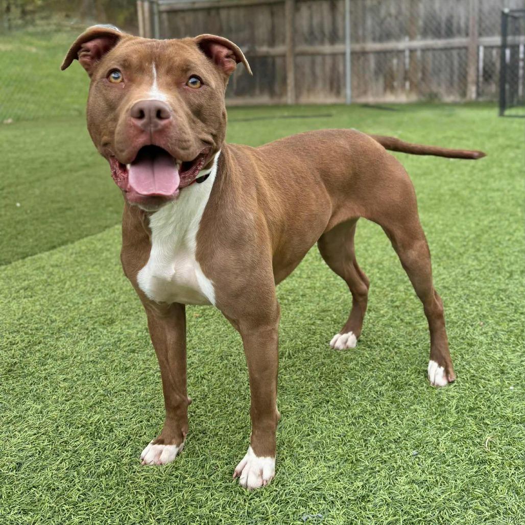 Hilda, Adoptable, Adult Female Mixed Breed.