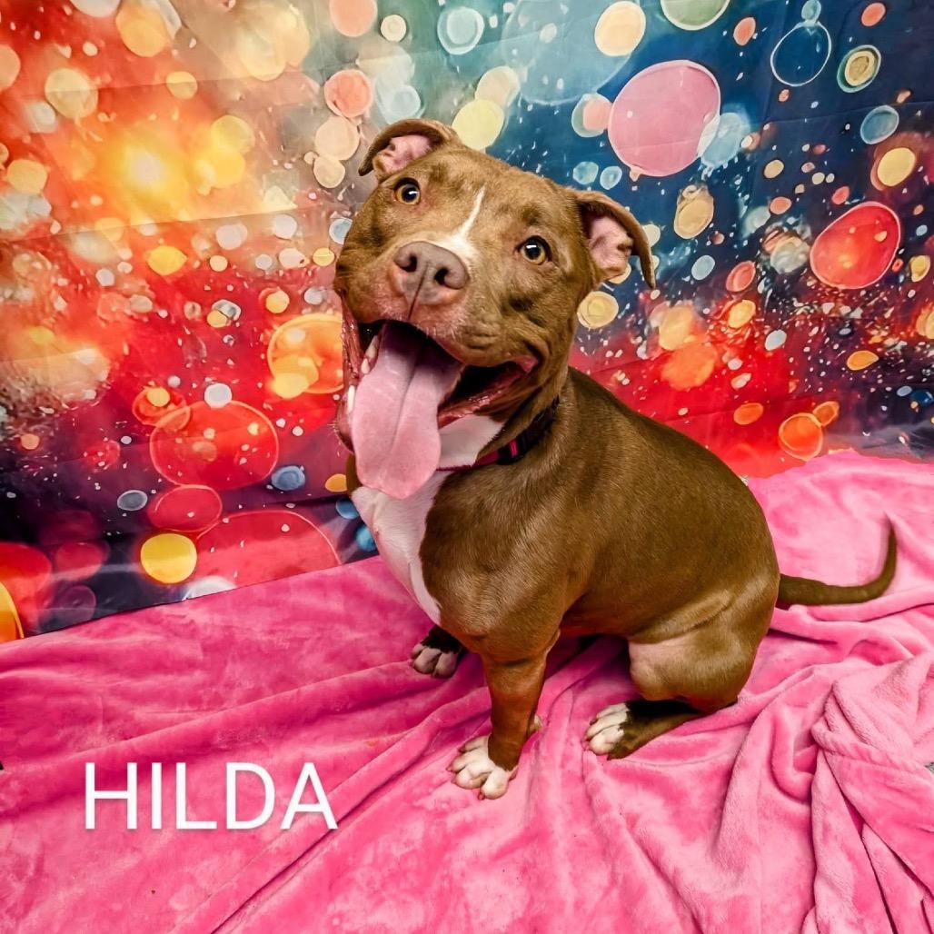 Hilda, Adoptable, Adult Female Mixed Breed.
