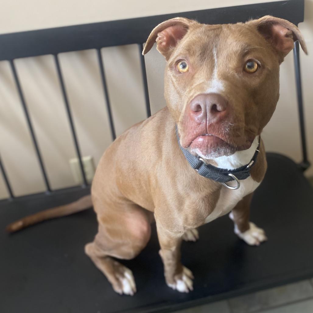 Enlarge Hilda, a Adoptable Mixed Breed in Batavia, OH image 6/6