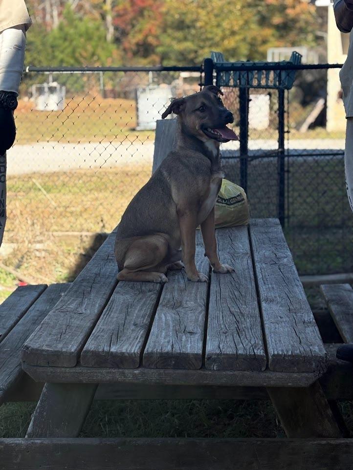 Enlarge Sammy, a Adoptable mixed breed in Effingham, SC image 1/5