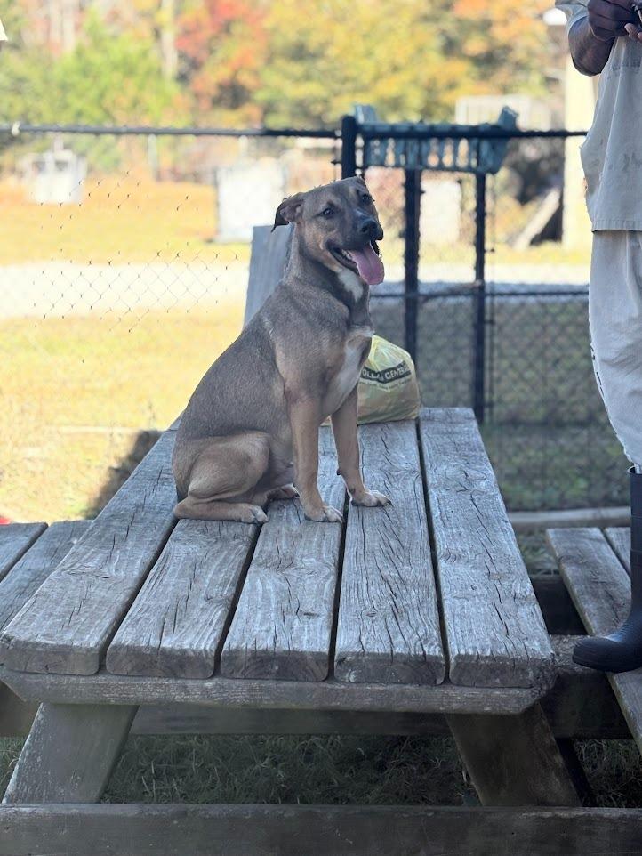 Enlarge Sammy, a Adoptable mixed breed in Effingham, SC image 2/5