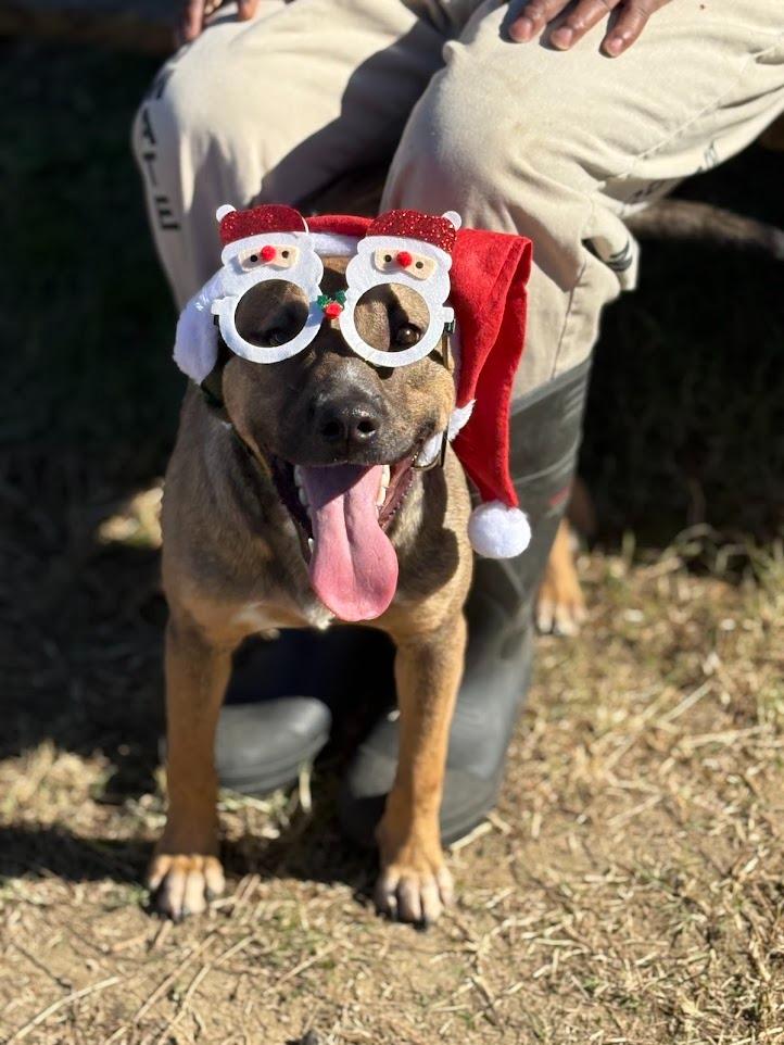 Enlarge Sammy, a Adoptable mixed breed in Effingham, SC image 3/5