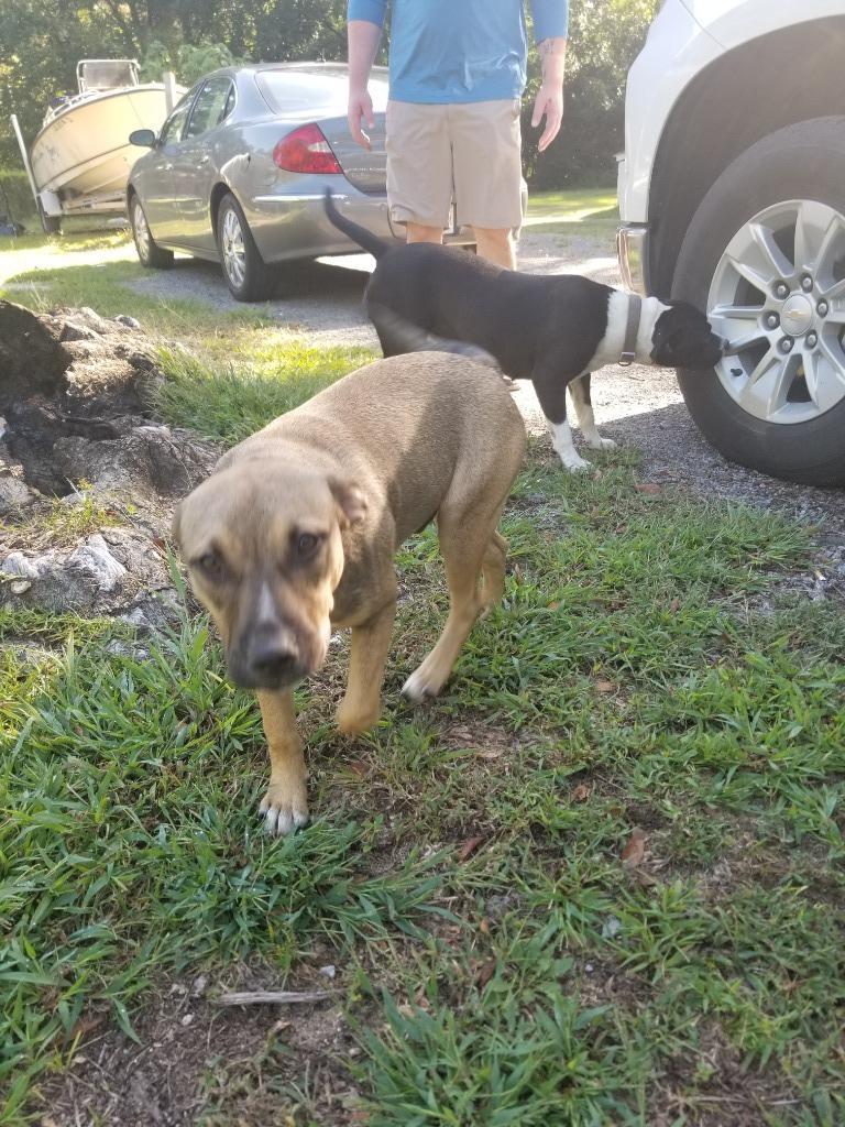 Enlarge Sammy, a Adoptable mixed breed in Effingham, SC image 4/5