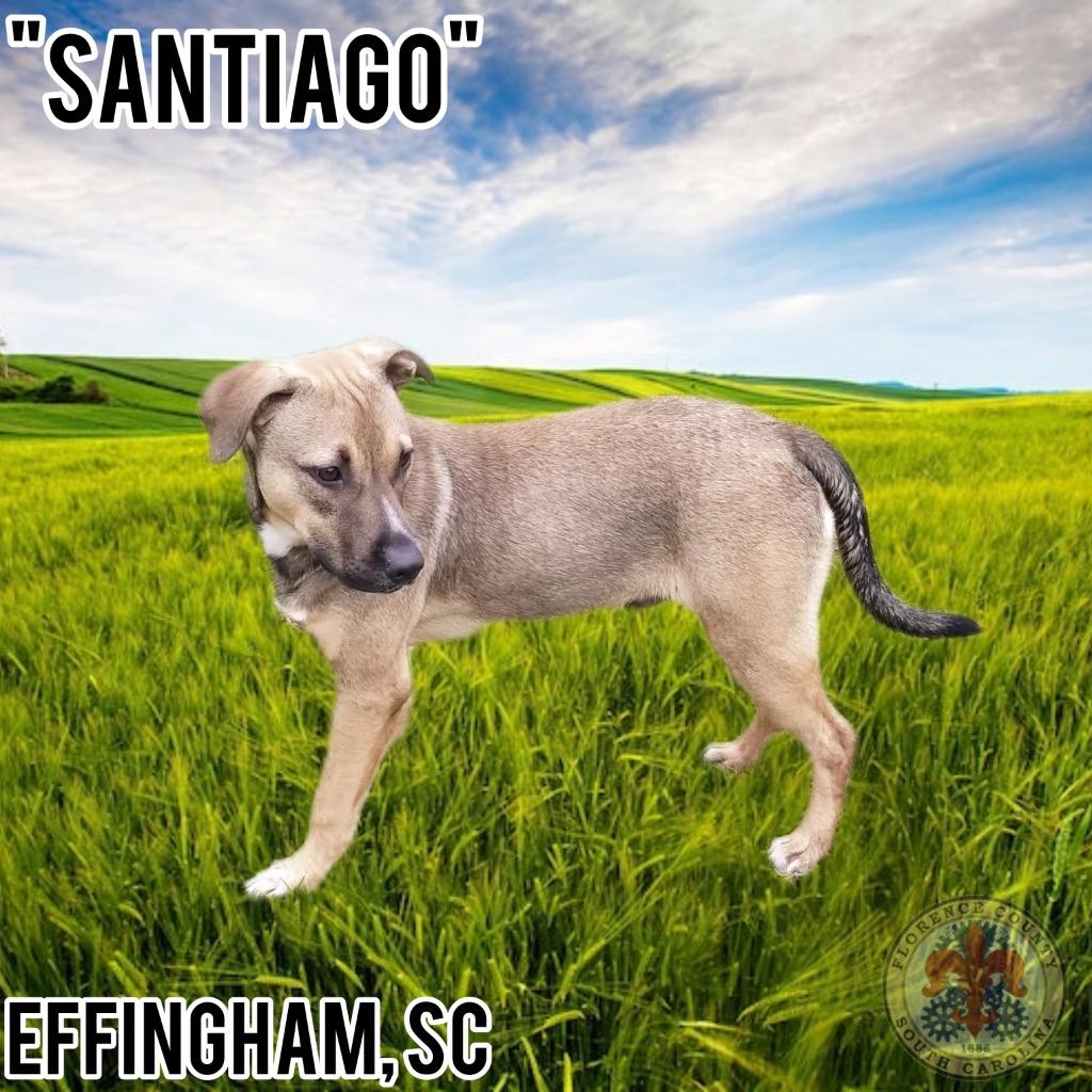 Enlarge Sammy, a Adoptable mixed breed in Effingham, SC image 5/5