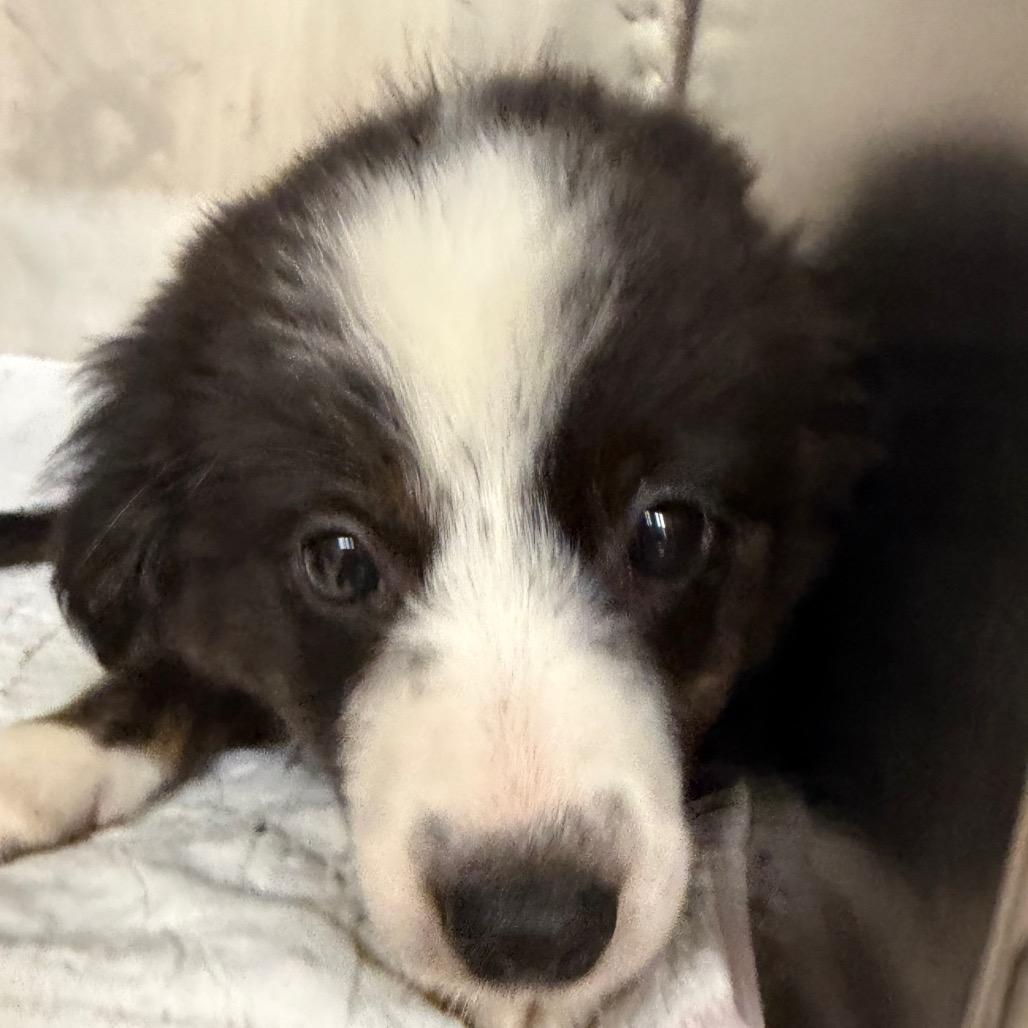 Enlarge Lady, a Adoptable mixed breed in Zanesville, OH image 3/3