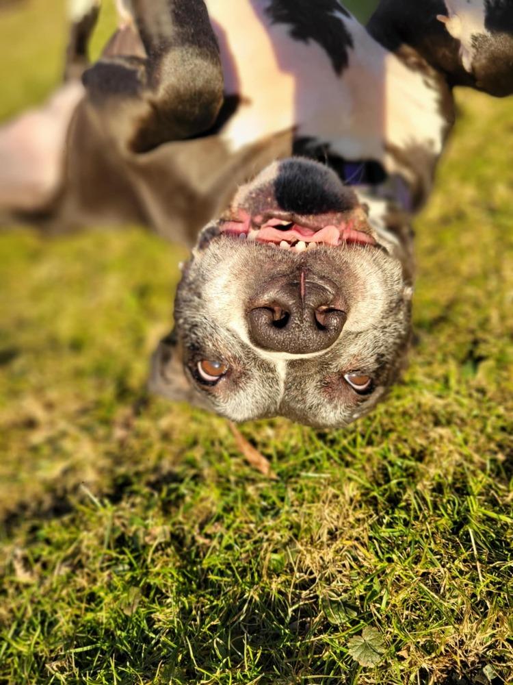 Enlarge Kiah, a Adoptable mixed breed in Amherst, NY image 1/6