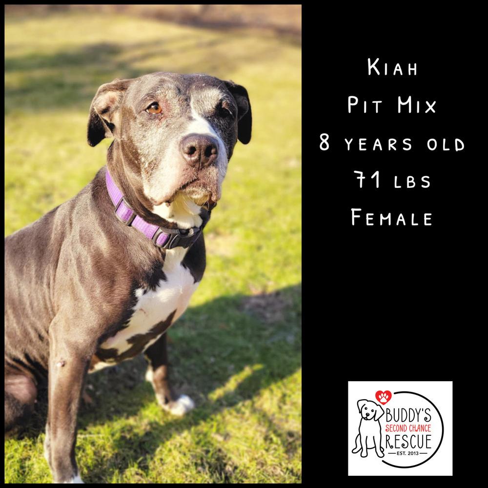 Enlarge Kiah, a Adoptable mixed breed in Amherst, NY image 2/6