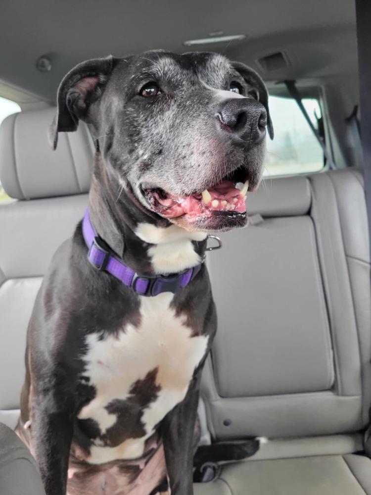 Enlarge Kiah, a Adoptable mixed breed in Amherst, NY image 3/6