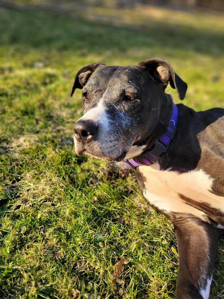 Enlarge Kiah, a Adoptable mixed breed in Amherst, NY image 4/6