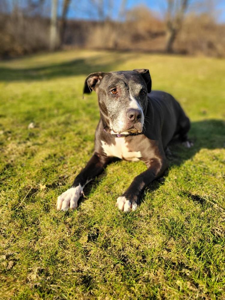 Enlarge Kiah, a Adoptable mixed breed in Amherst, NY image 5/6