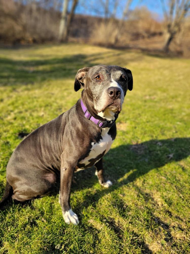 Enlarge Kiah, a Adoptable mixed breed in Amherst, NY image 6/6