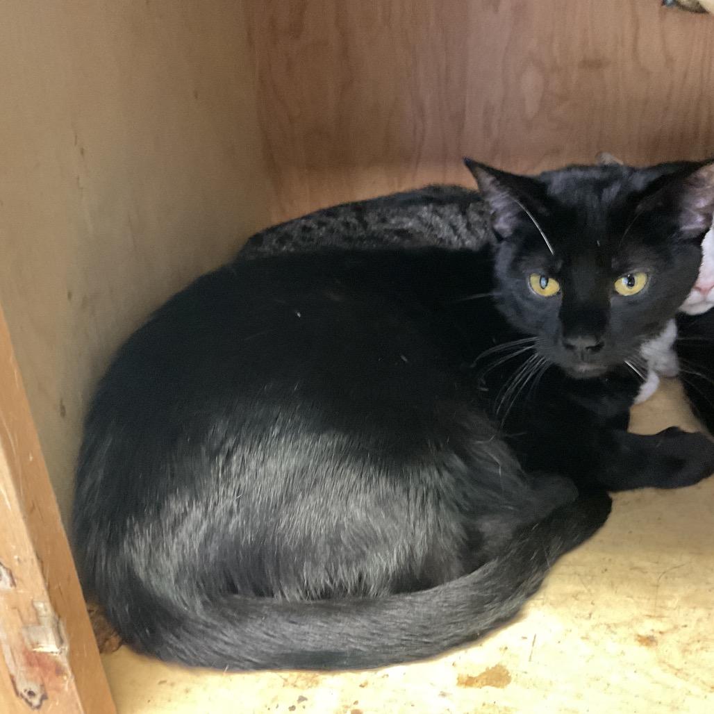 Calder, Adoptable, Young Male Domestic Short Hair.