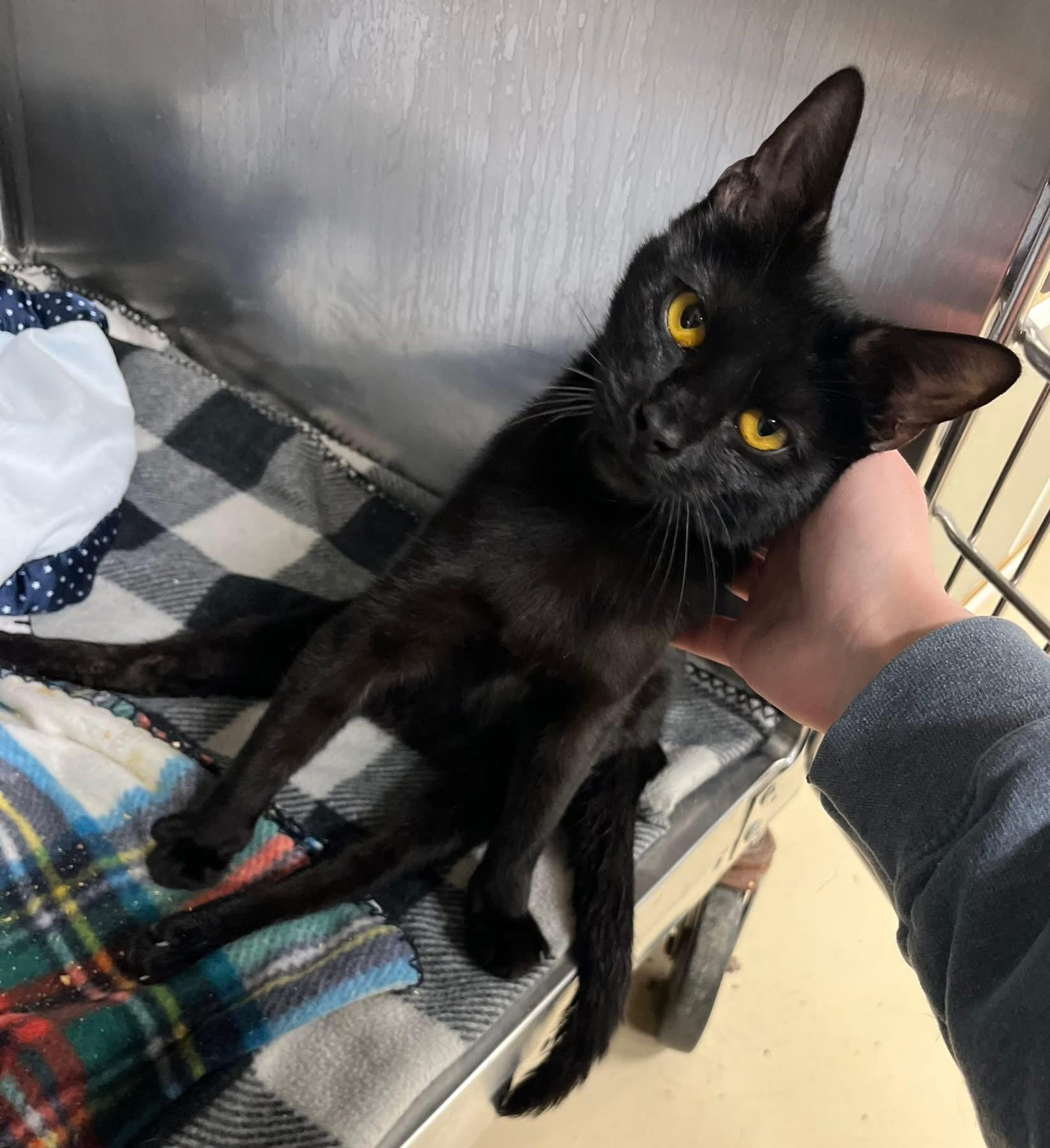 Enlarge Rolo, an adoptable Domestic Short Hair in Seville, OH image 2/2