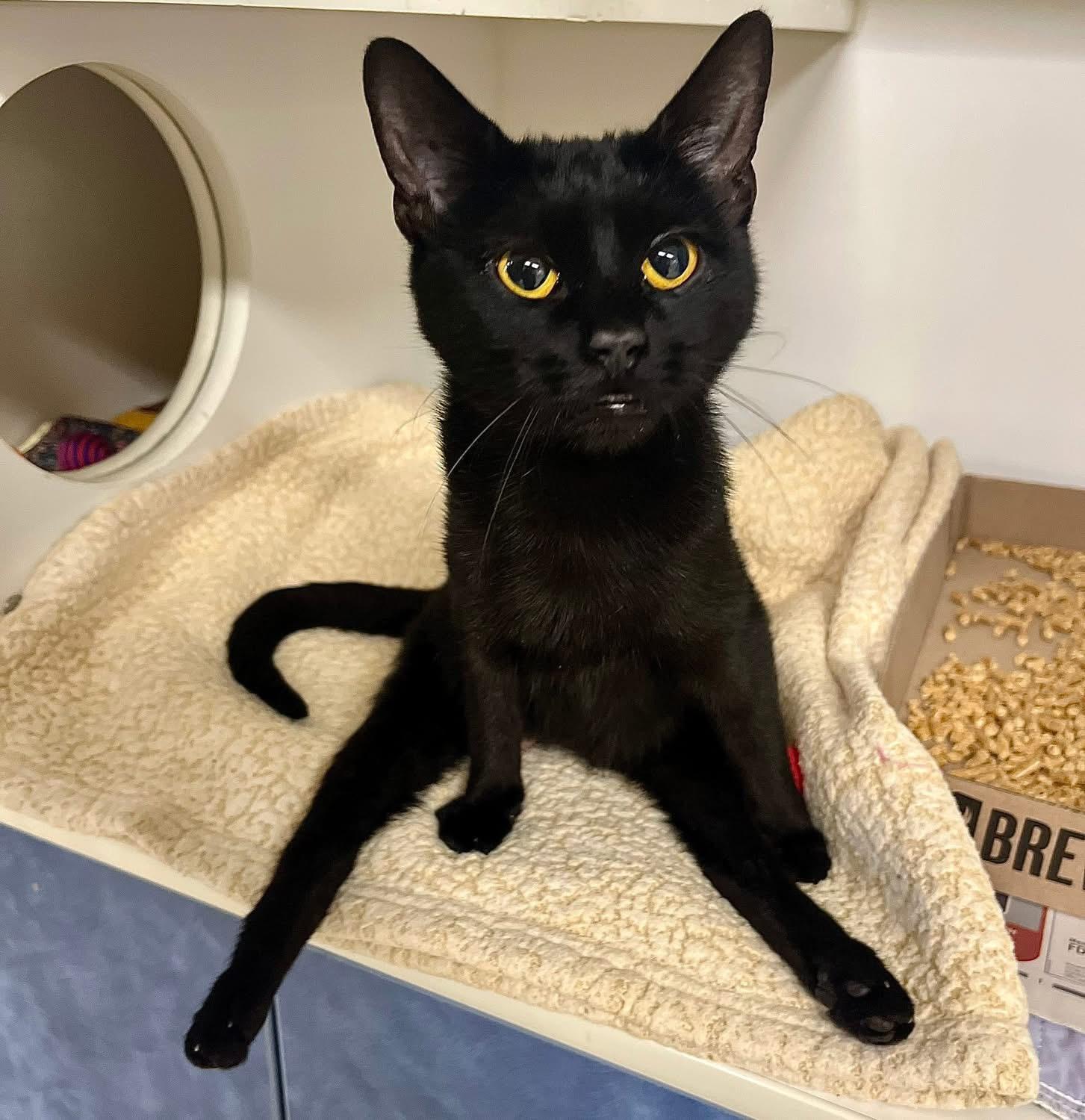 Enlarge Rolo, an adoptable Domestic Short Hair in Seville, OH image 1/2