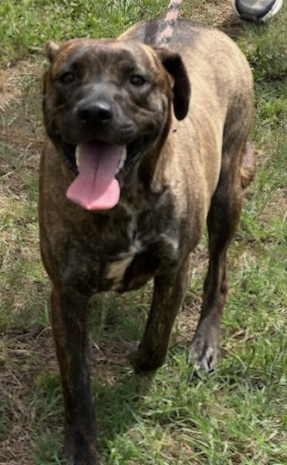 KANDEE, Adoptable, Adult Female Plott Hound.