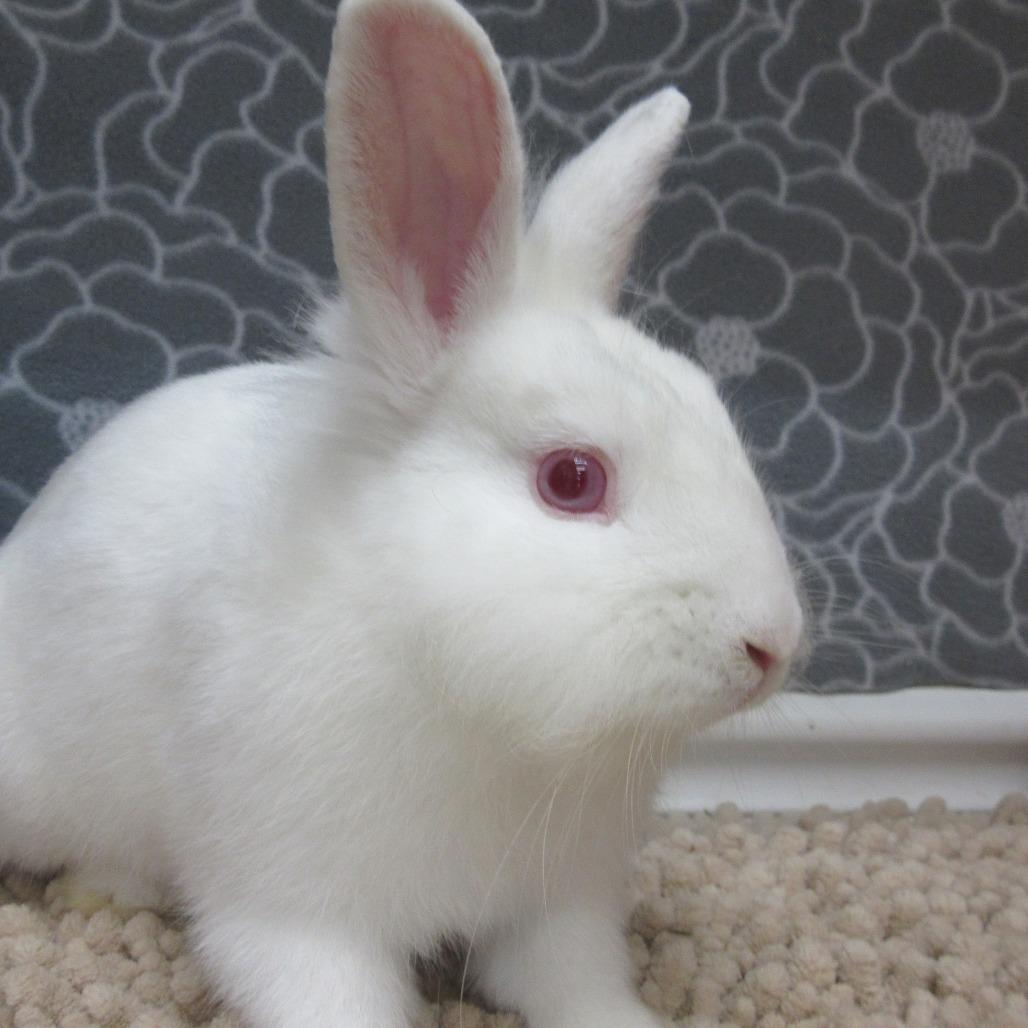 Calvin, Adoptable, Young Male Lionhead & New Zealand.