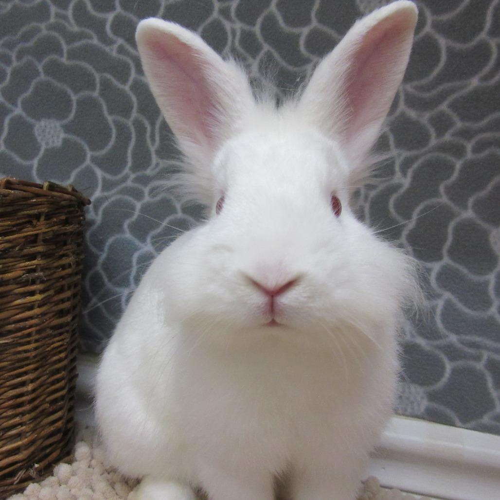 Enlarge Calvin, a Adoptable mixed breed in Newport, PA image 2/5