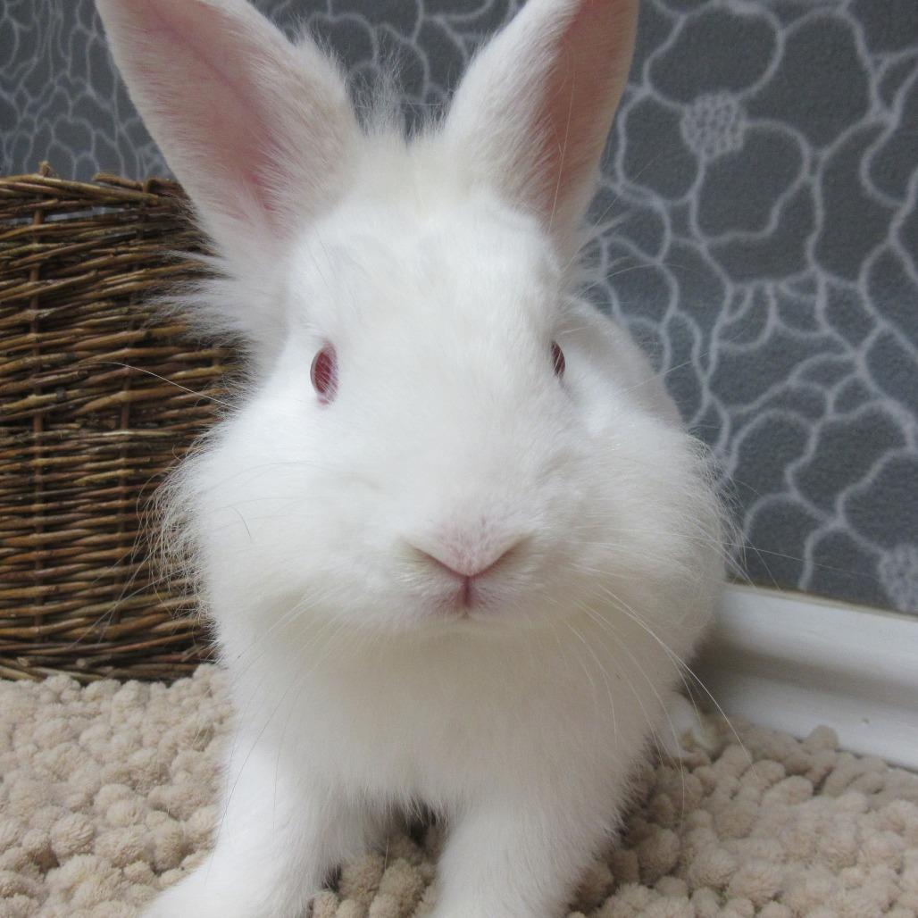 Enlarge Calvin, a Adoptable mixed breed in Newport, PA image 3/5