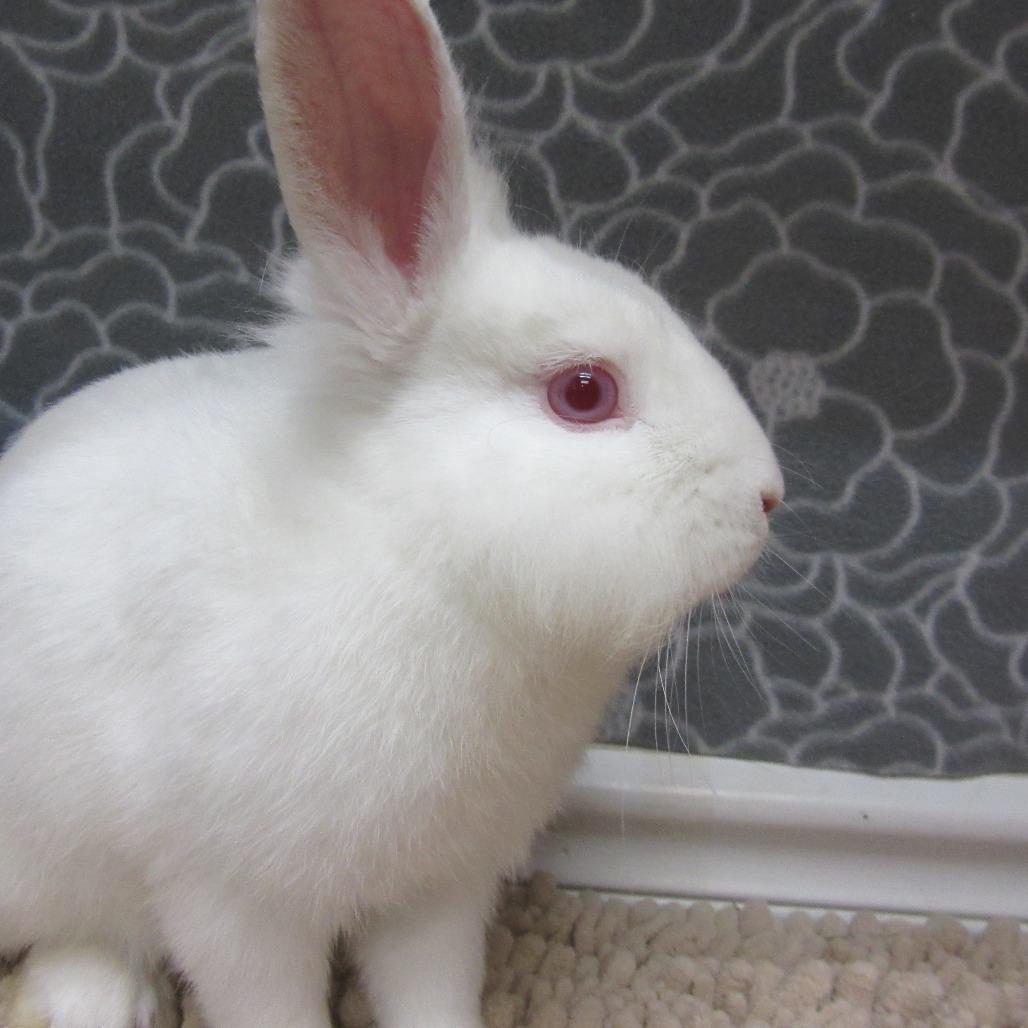 Enlarge Calvin, a Adoptable mixed breed in Newport, PA image 5/5