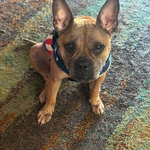 Miracle, Adoptable, Adult Female French Bulldog & American Staffordshire Terrier.