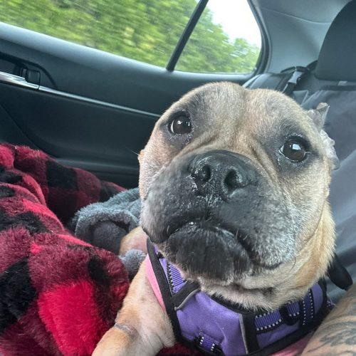 Enlarge Miracle, a Adoptable mixed breed in Fort Lauderdale, FL image 2/4