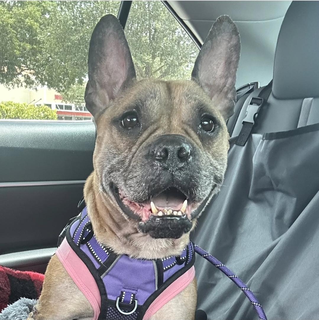Enlarge Miracle, a Adoptable mixed breed in Fort Lauderdale, FL image 4/4