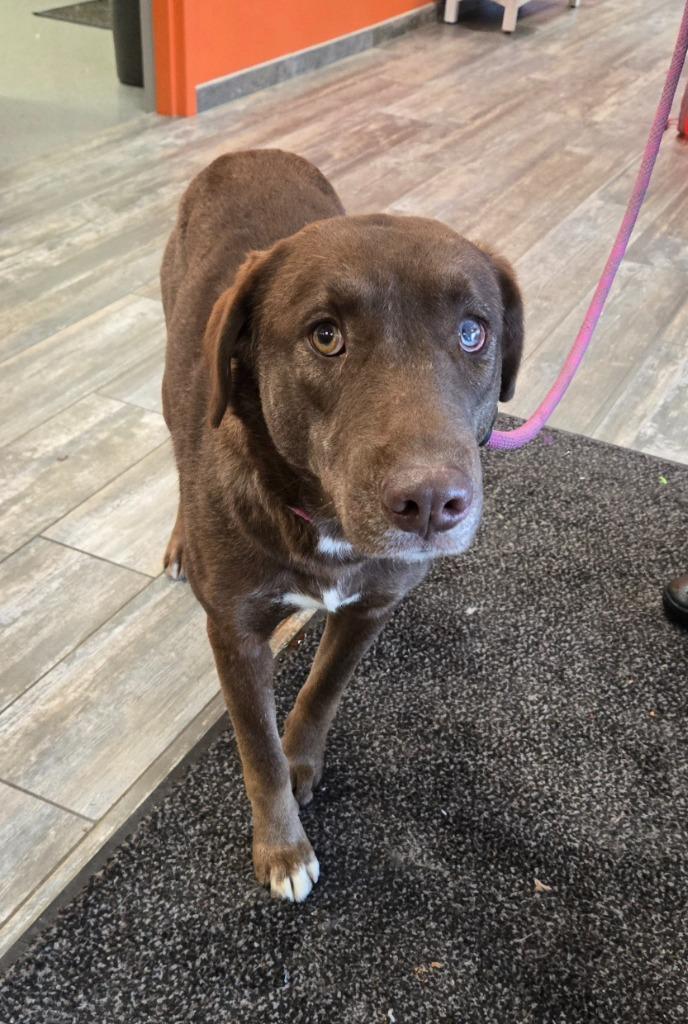 Sarah Conner Yrly 508/39, Adoptable, Adult Female Labrador Retriever.
